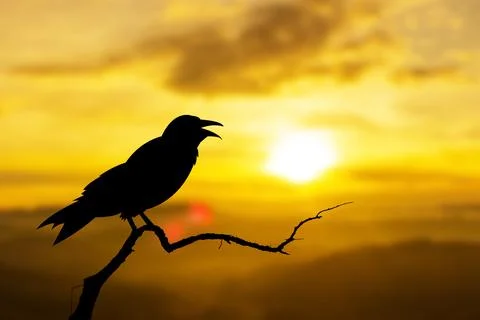 Sunset nature crows birds sitting on the tree Stock Illustration