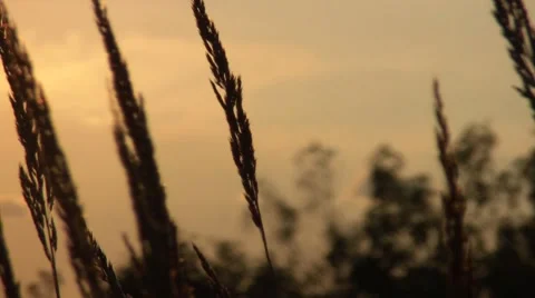 Sunset On The Nature 스톡 동영상 7765939