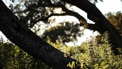 Sunset in Nature Stock Footage 126293759