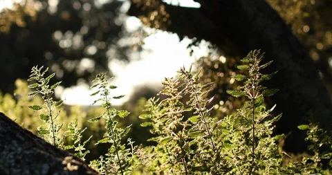 Sunset in Nature Stock Footage 126294160