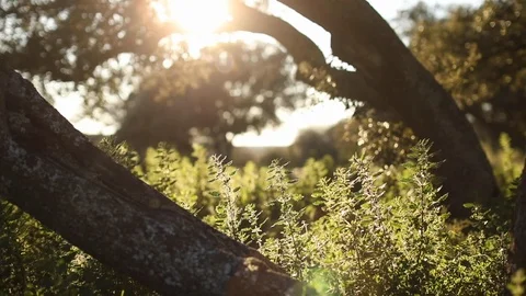 Sunset in Nature Stock Footage 126294422
