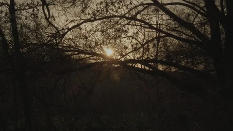 Sunset in nature. Summer evening Stock Footage 131734021