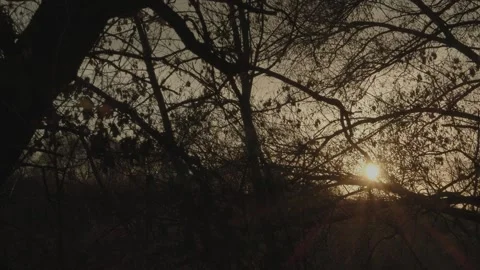 Sunset in nature. Summer evening Stock Footage 131734054