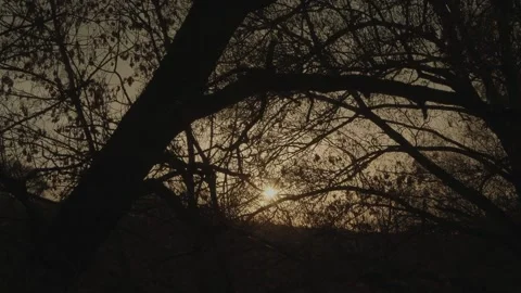 Sunset in nature. Summer evening Vidéo 131734097