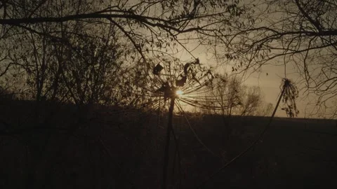 Sunset in nature. Summer evening Stock Footage 131734131