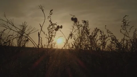 Sunset in nature. Summer evening Stock Footage 131734147