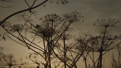 Sunset in nature. Summer evening Stock Footage 131734162