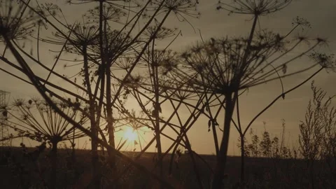 Sunset in nature. Summer evening Stock Footage 131734178