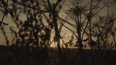 Sunset in nature. Summer evening Stock Footage 131734556