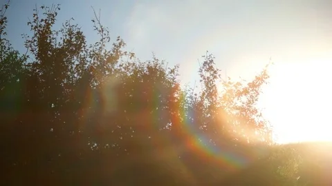 Sunset near forest Tree silhouette Lens flare 4K Stock-Footage 80876975