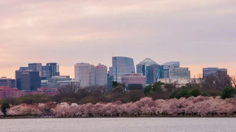 Sunset to night view of skyline of downtown with cherry blossom Stock Footage