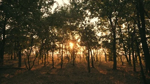 Sunset in an oak forest. Autumn forest at sunset. Video in motion Stock-Footage 98093834