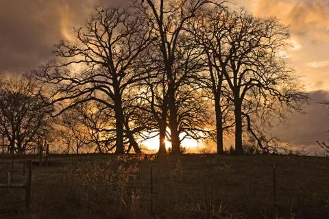 Sunset on Oak Hill - Warm Stock-Fotos