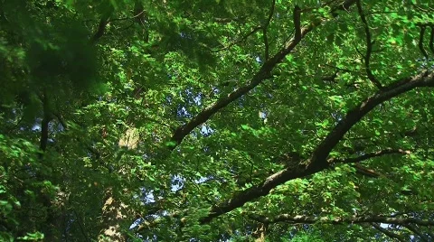Sunset in oak tree foliage (time lapse) Stock Footage 504452