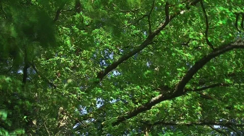 Sunset in oak tree foliage (time lapse) Stock Footage 504543