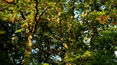 Sunset in Oak trees in autumn (time lapse) 스톡 동영상 43092875
