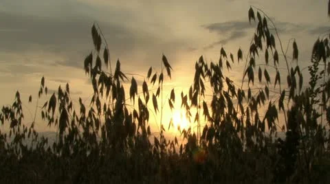 Sunset in oat  field/ Loop/ Stock Footage 10825464