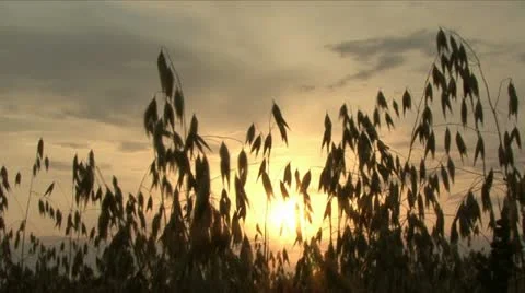 Sunset in oat  field. Loop. 스톡 동영상 10825484