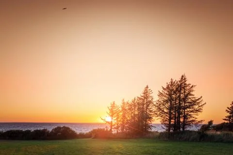 Sunset by the ocean with pine tree silhouettes Stock Photos