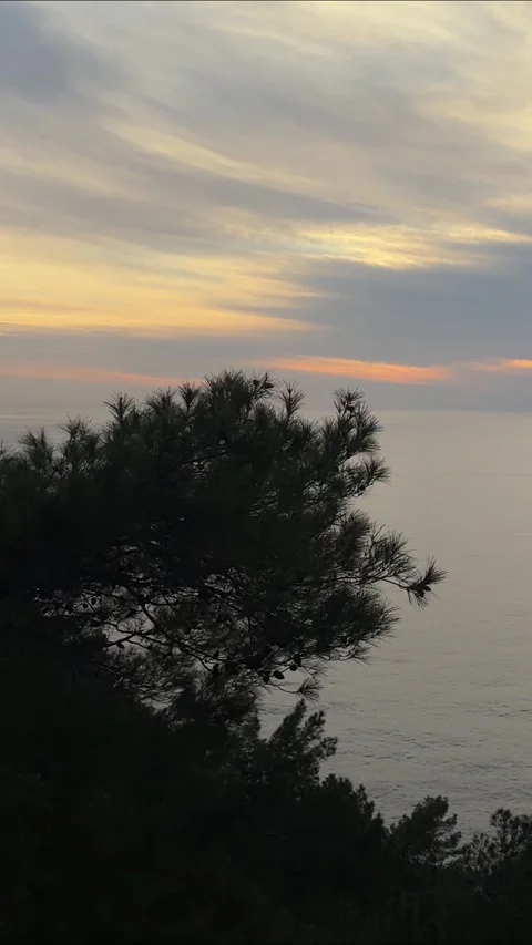 Sunset ocean silhouette.sunset in the foreground trees on the high seashore Stock Footage 339569968