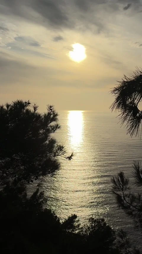 Sunset ocean silhouette.sunset in the foreground trees on the high seashore Stock Footage 339579080