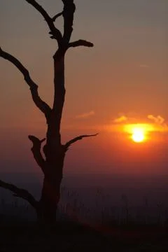 Sunset with old dead tree Stock Photos