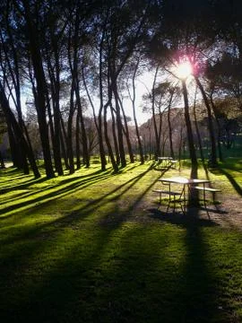 Sunset in old park Foto stock