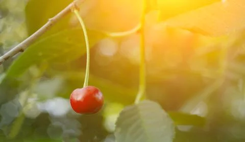 At sunset, one cherry berry hanging in the garden Stock Photos