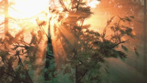 Sunset or dawn in a pine forest in spring or early summer Stock Illustration