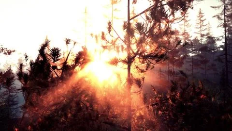 Sunset or dawn in a pine forest in spring or early summer Stock Illustration