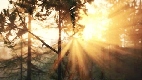 Sunset or dawn in a pine forest in spring or early summer Stock Illustration