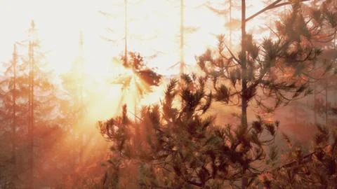 Sunset or dawn in a pine forest in spring or early summer Stock Illustration