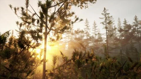 Sunset or dawn in a pine forest in spring or early summer Stock Illustration