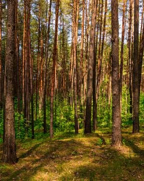 Sunset or dawn in a pine forest in spring or early summer. Stock Photos
