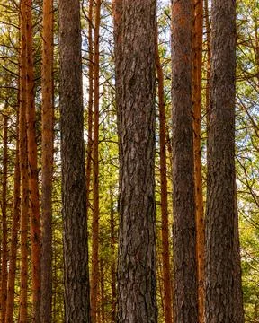 Sunset or dawn in a pine forest in spring or early summer. Stock Photos