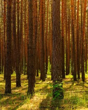 Sunset or dawn in a pine forest in spring or early summer. Stock Photos