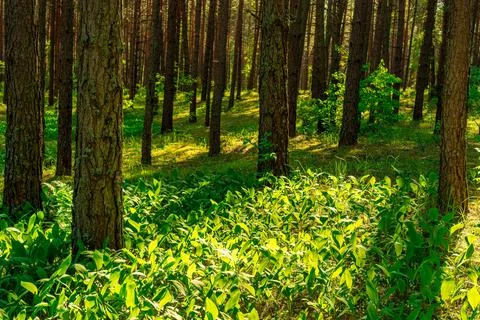 Sunset or dawn in a pine forest with lilies of the valley blooming on the g.. Stock Photos