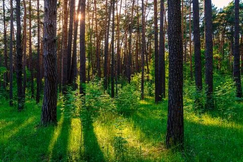 Sunset or dawn in a pine forest with lilies of the valley blooming on the gro Stock Photos