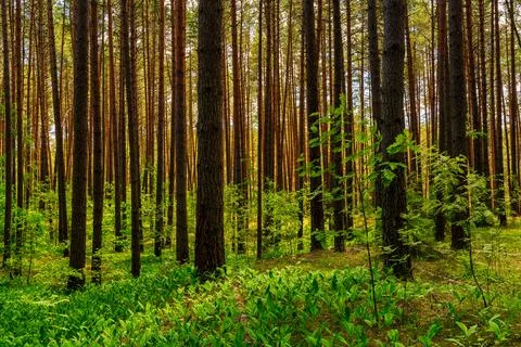 Sunset or dawn in a pine forest with lilies of the valley blooming on the gro Stock Photos