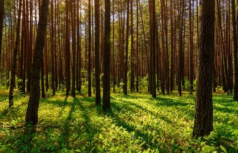 Sunset or dawn in a pine forest with lilies of the valley blooming on the g.. Stock Photos