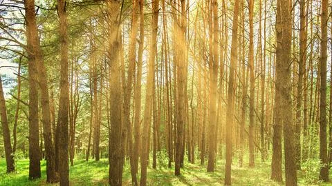 Sunset or dawn in a pine forest in spring or early summer. Stock Photos