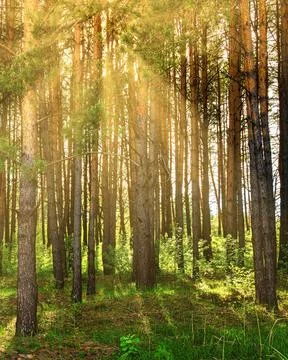 Sunset or dawn in a pine forest in spring or early summer. Stock Photos