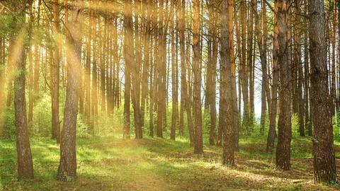 Sunset or dawn in a pine forest in spring or early summer. Stock Photos