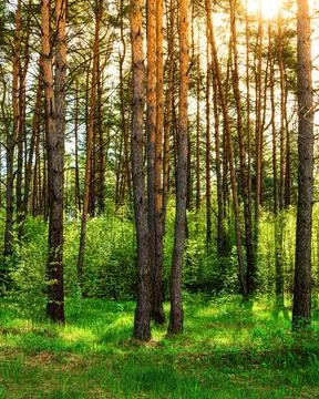 Sunset or dawn in a pine forest in spring or early summer. Stock Photos