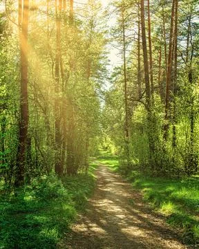 Sunset or dawn in a pine forest in spring or early summer. The sun illuminati Stock Photos