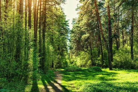 Sunset or dawn in a pine forest in spring or early summer. The sun illuminati Stock Photos