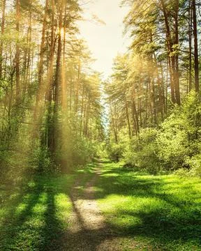 Sunset or dawn in a pine forest in spring or early summer. The sun illuminati Stock Photos