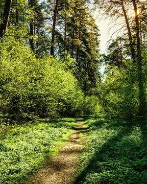 Sunset or dawn in a pine forest in spring or early summer. The sun illuminati Stock Photos