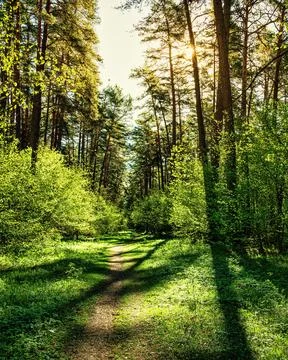 Sunset or dawn in a pine forest in spring or early summer. The sun illuminati Stock Photos