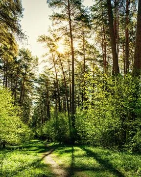 Sunset or dawn in a pine forest in spring or early summer. The sun illuminati Stock Photos